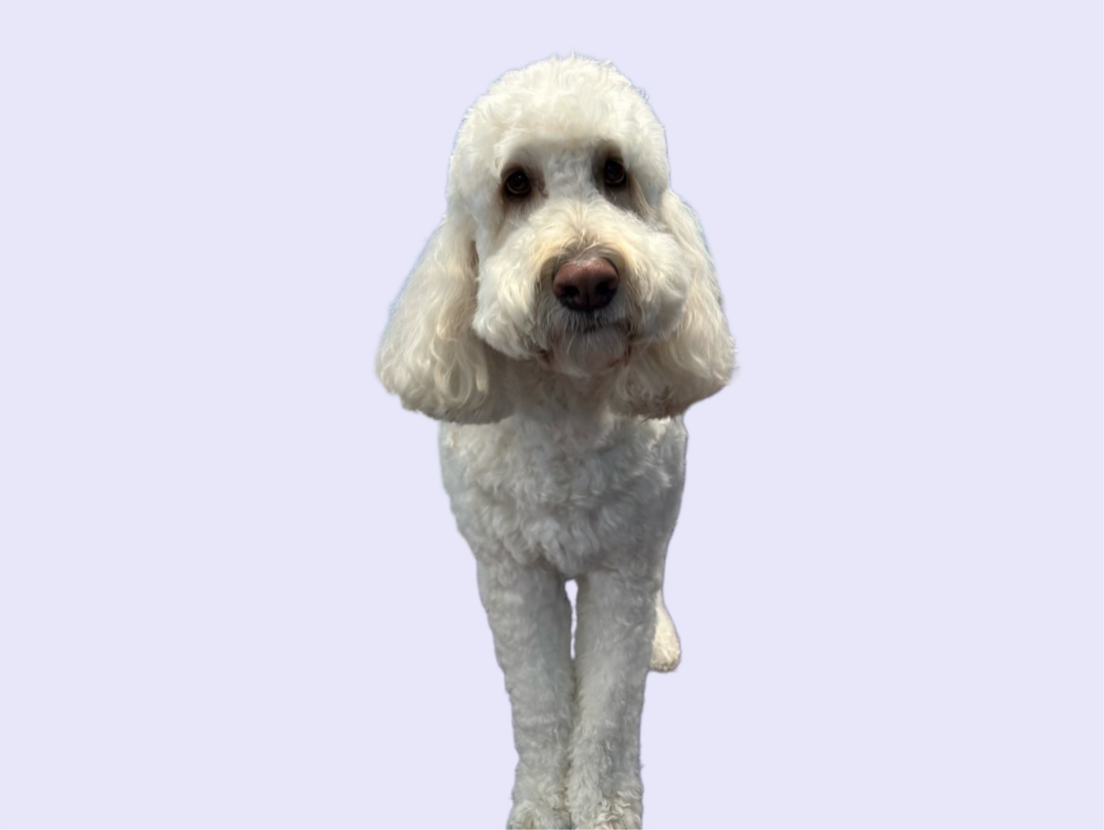 Poodle dog after a proffessional groom